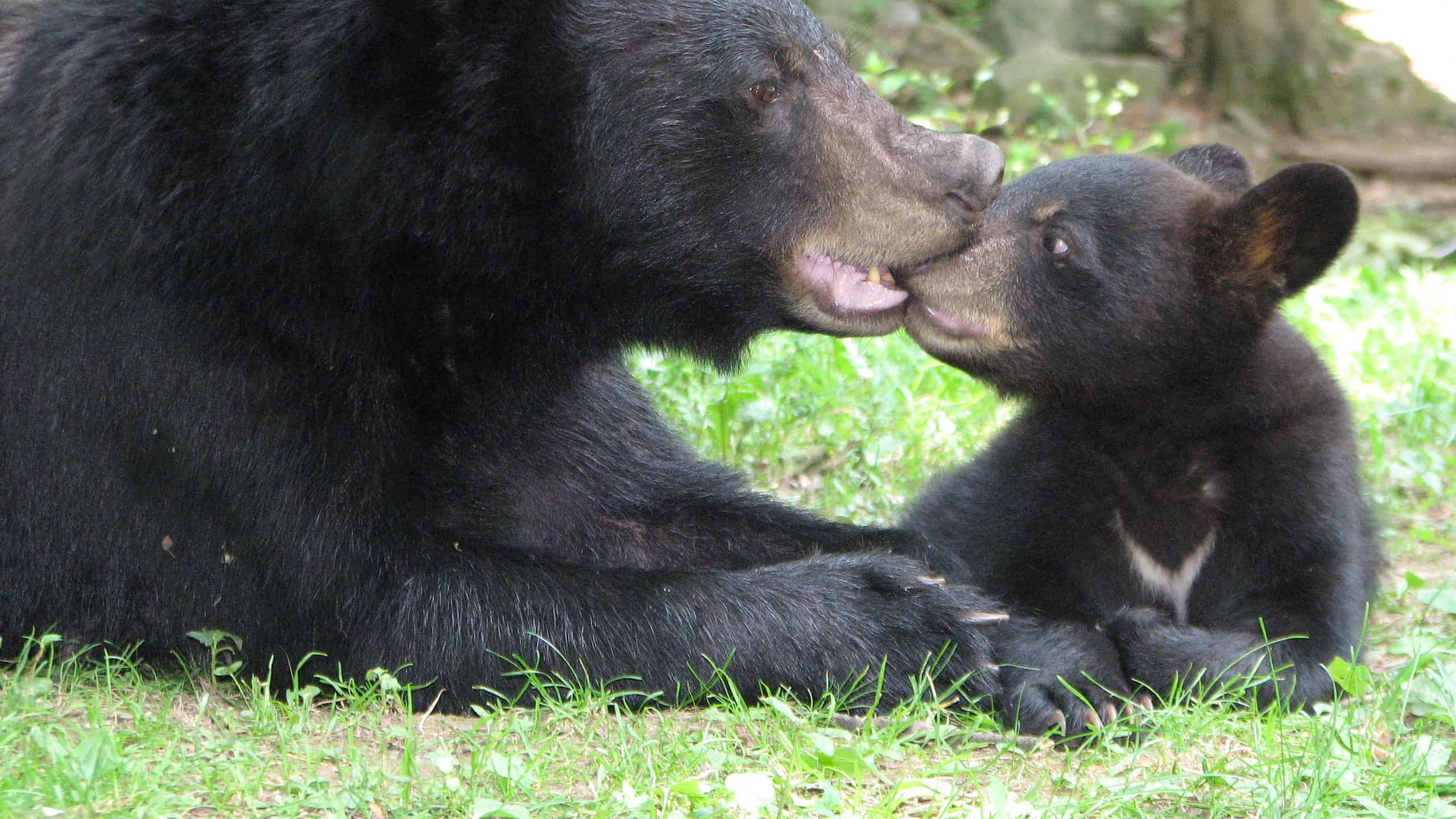 Questo cucciolo di orso semplicemente non riesce a sopportare la prima nevicata