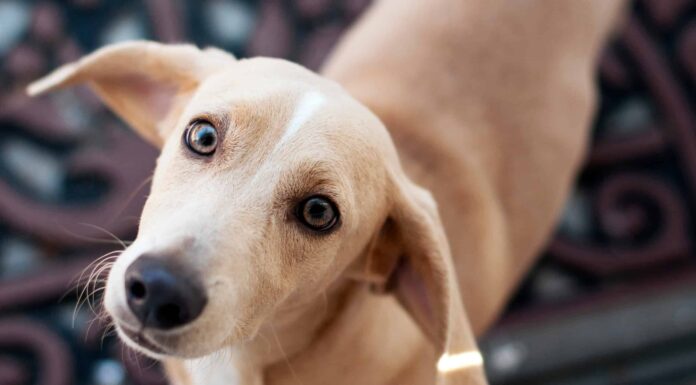 13 cose che puoi dare a un cane per curare il dolore
