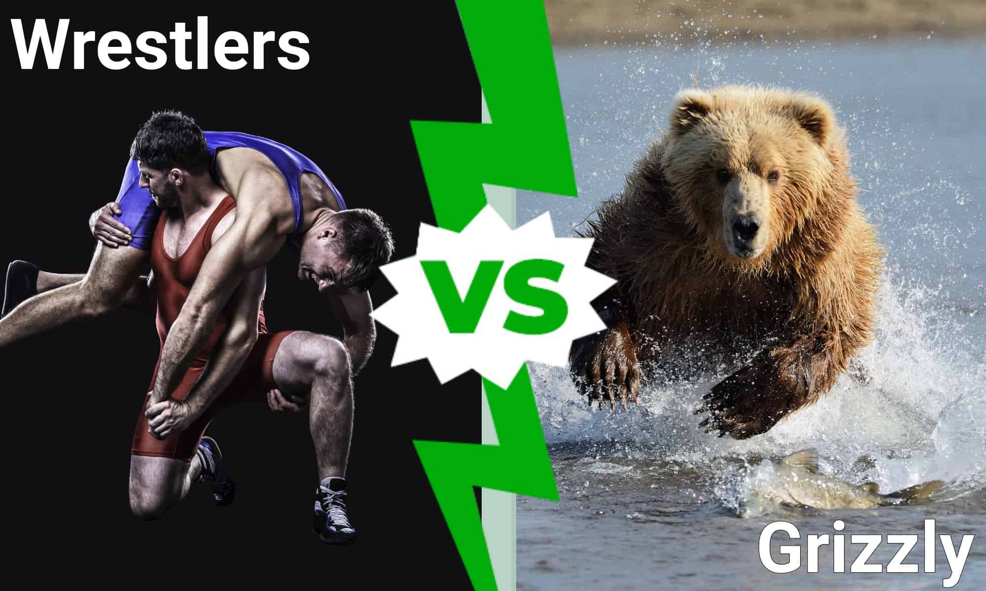 Due lottatori universitari contro un orso grizzly... Guarda chi ha vinto questo incontro nella vita reale