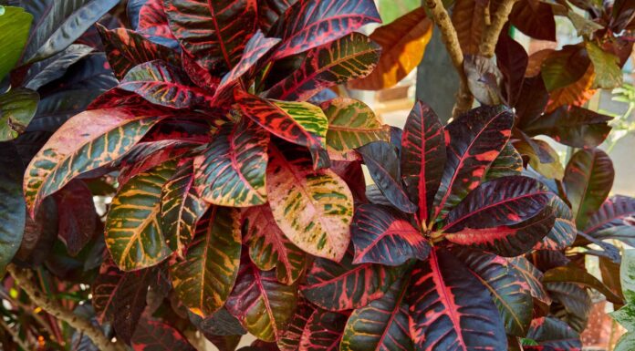  Crotone Magnifico vs.  Petra
