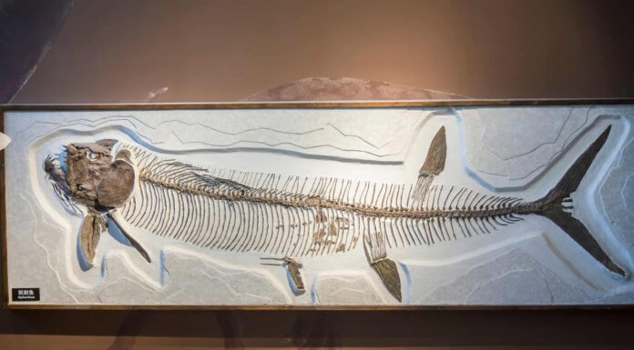 Questo pesce predatore dai denti affilati era più grande di un grande squalo bianco
