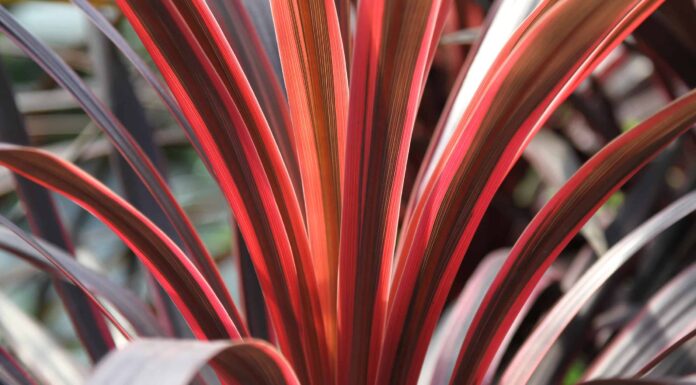 Cordyline Red Sensation contro Red Star
