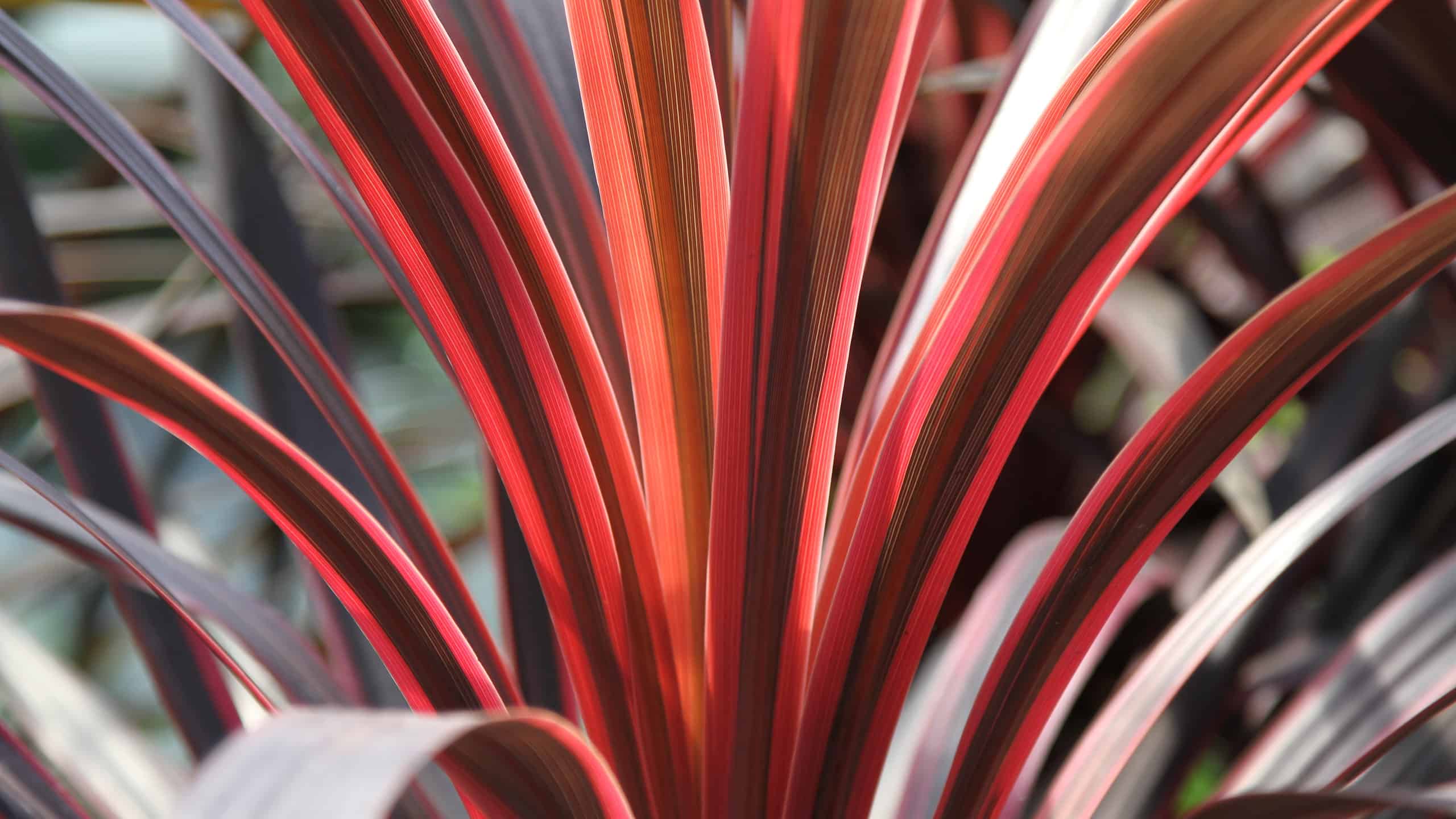Cordyline Red Sensation contro Red Star