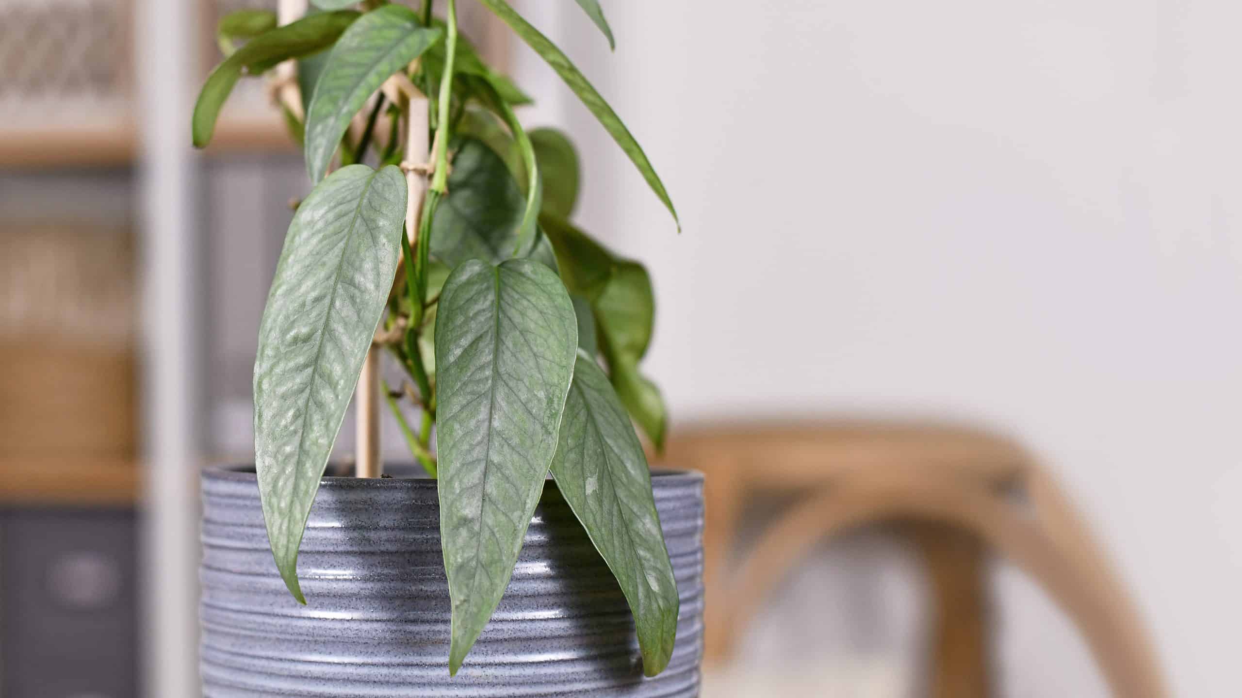 Pothos blu baltico vs.  Pothos blu di Cebu