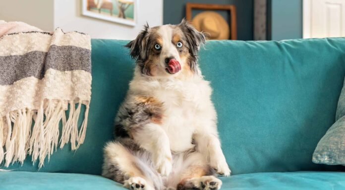 6 motivi per cui il tuo cane continua a leccare il divano
