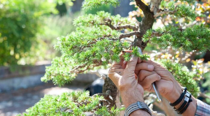 pruning a bonsai tree