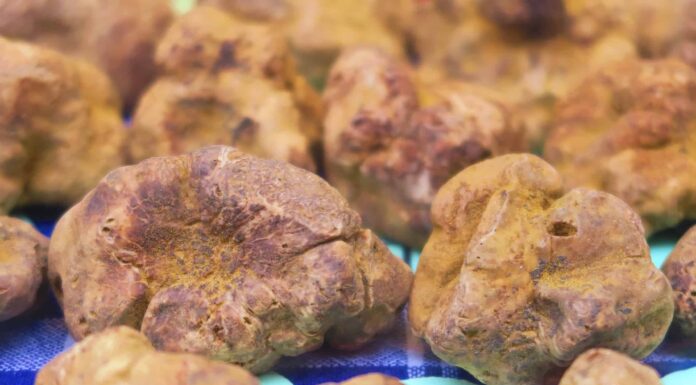 3 tipi di tartufo: scopri questi deliziosi funghi!
