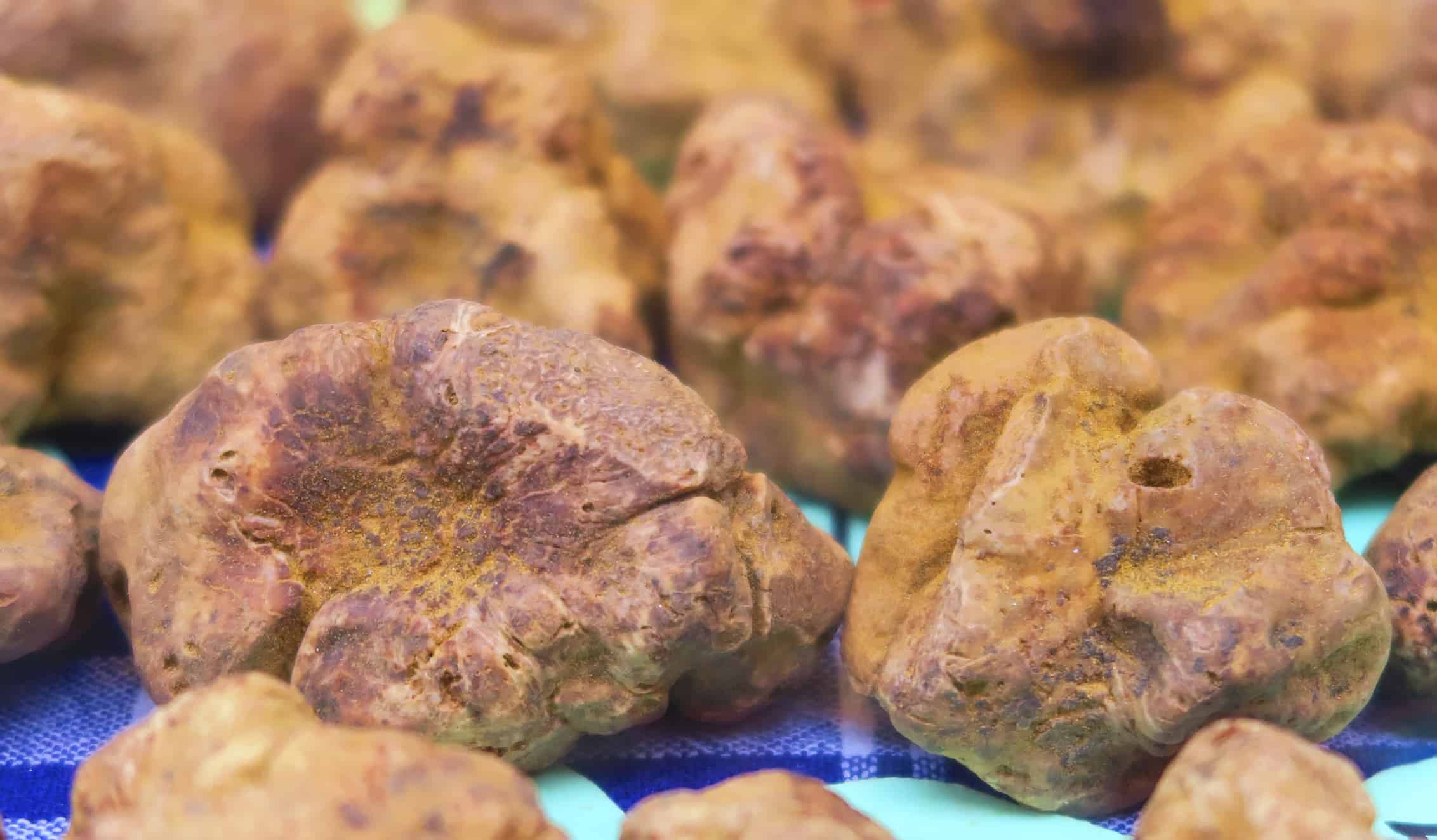 3 tipi di tartufo: scopri questi deliziosi funghi!