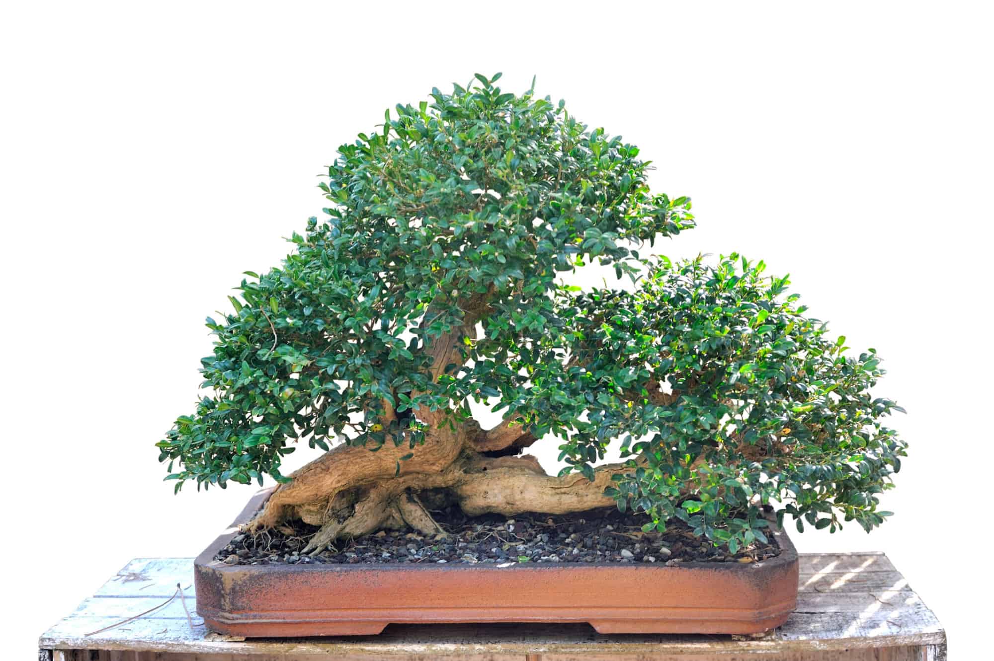 Tronchi d'albero bonsai: come creare un bellissimo albero bonsai