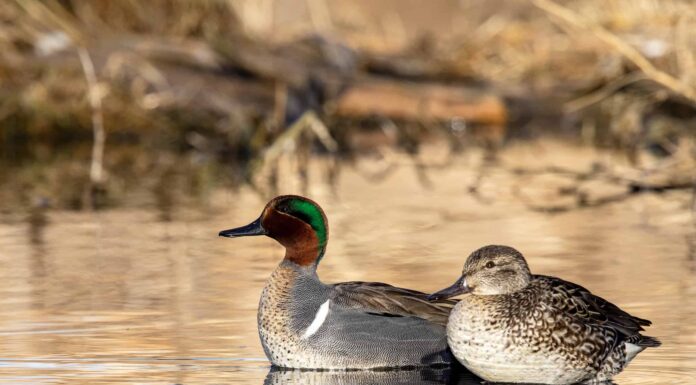 7 tipi di anatre che si dilettano
