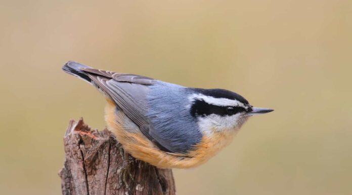 Scopri 12 uccelli blu in Alabama
