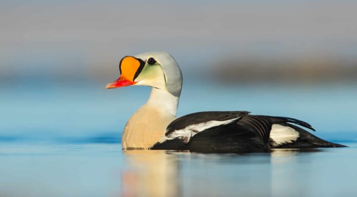 7 tipi di anatre tuffatrici
