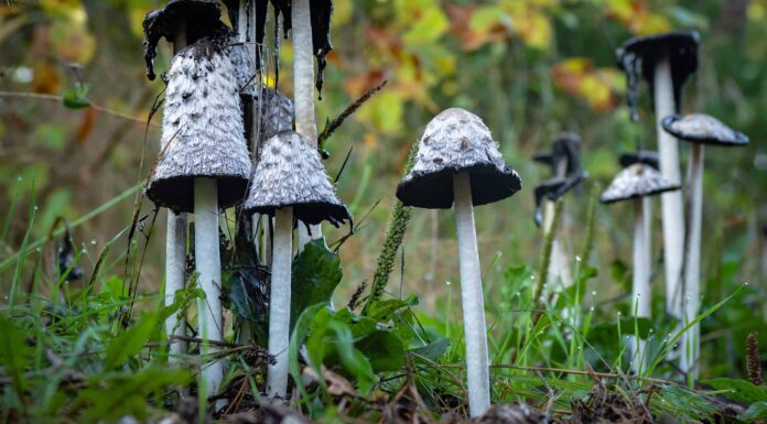 Tipi di funghi Inky Cap
