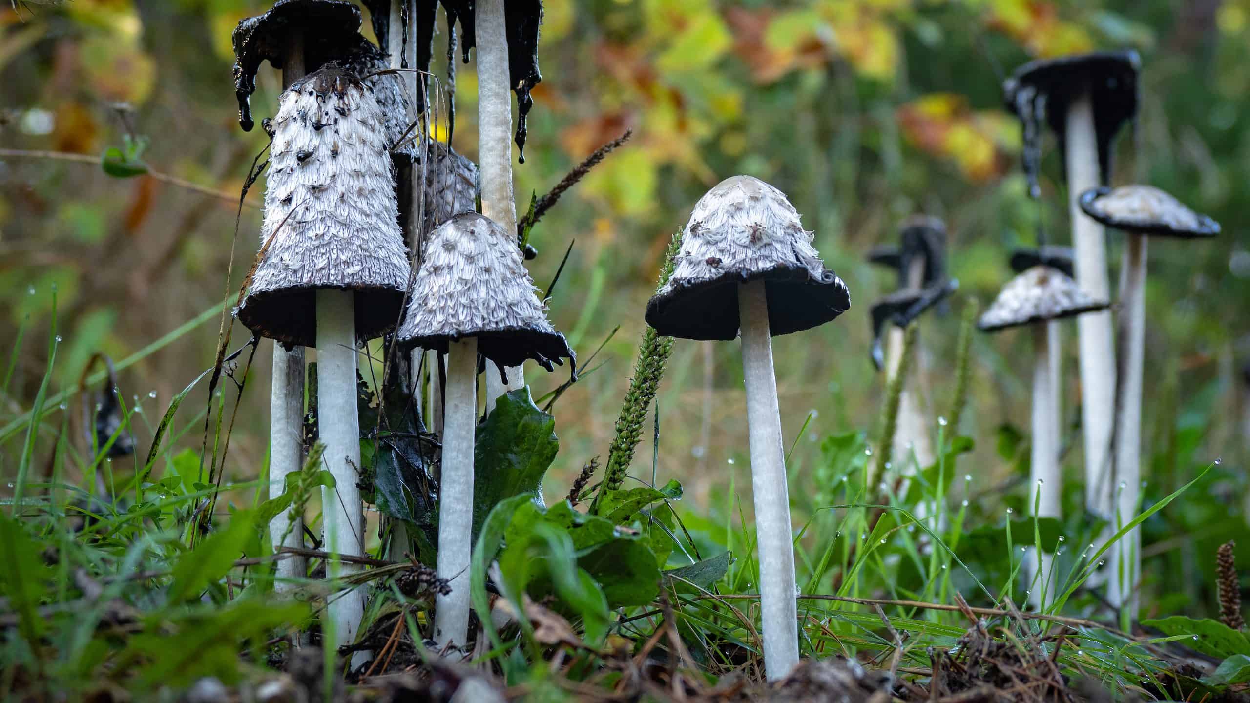 Tipi di funghi Inky Cap