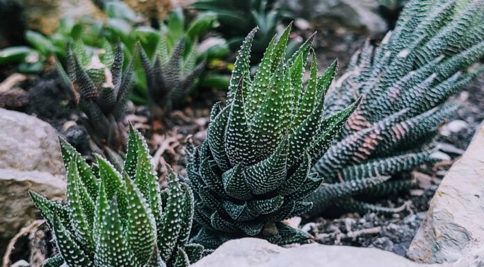 Tipi Di Piante Grasse Haworthia
