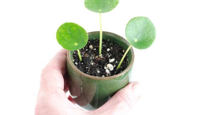 Il significato della pianta monetaria cinese
