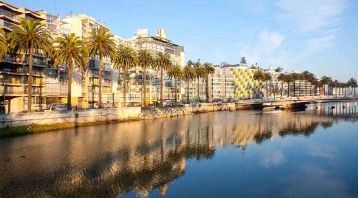 Scopri 7 pesci spettacolari trovati in Cile
