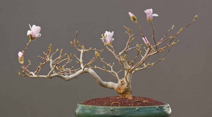 Come defogliare un albero bonsai: perché è importante
