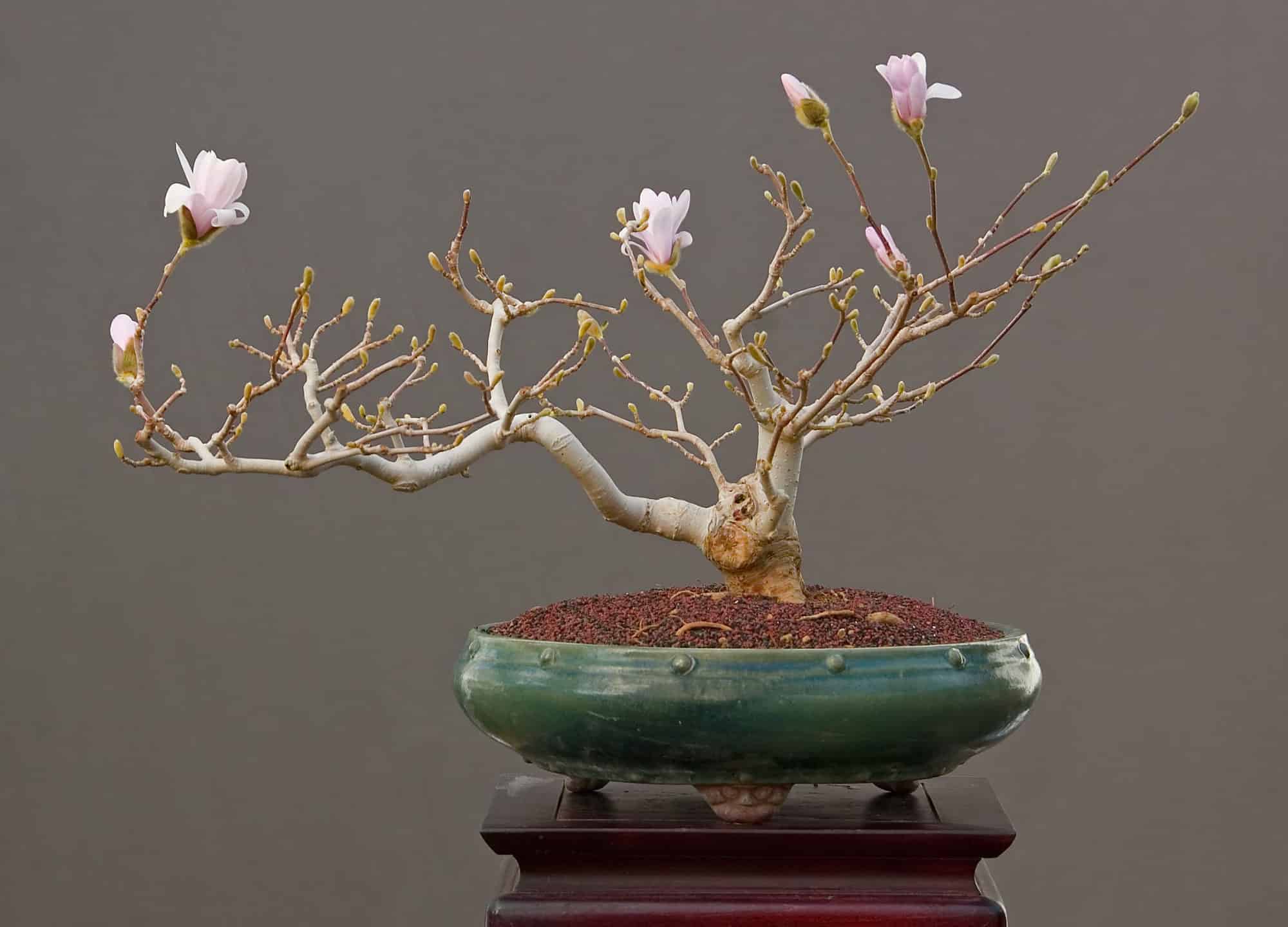 Come defogliare un albero bonsai: perché è importante
