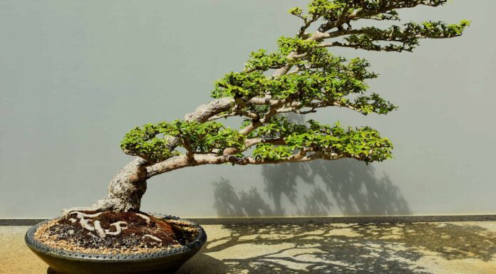 Come innaffiare un albero bonsai
