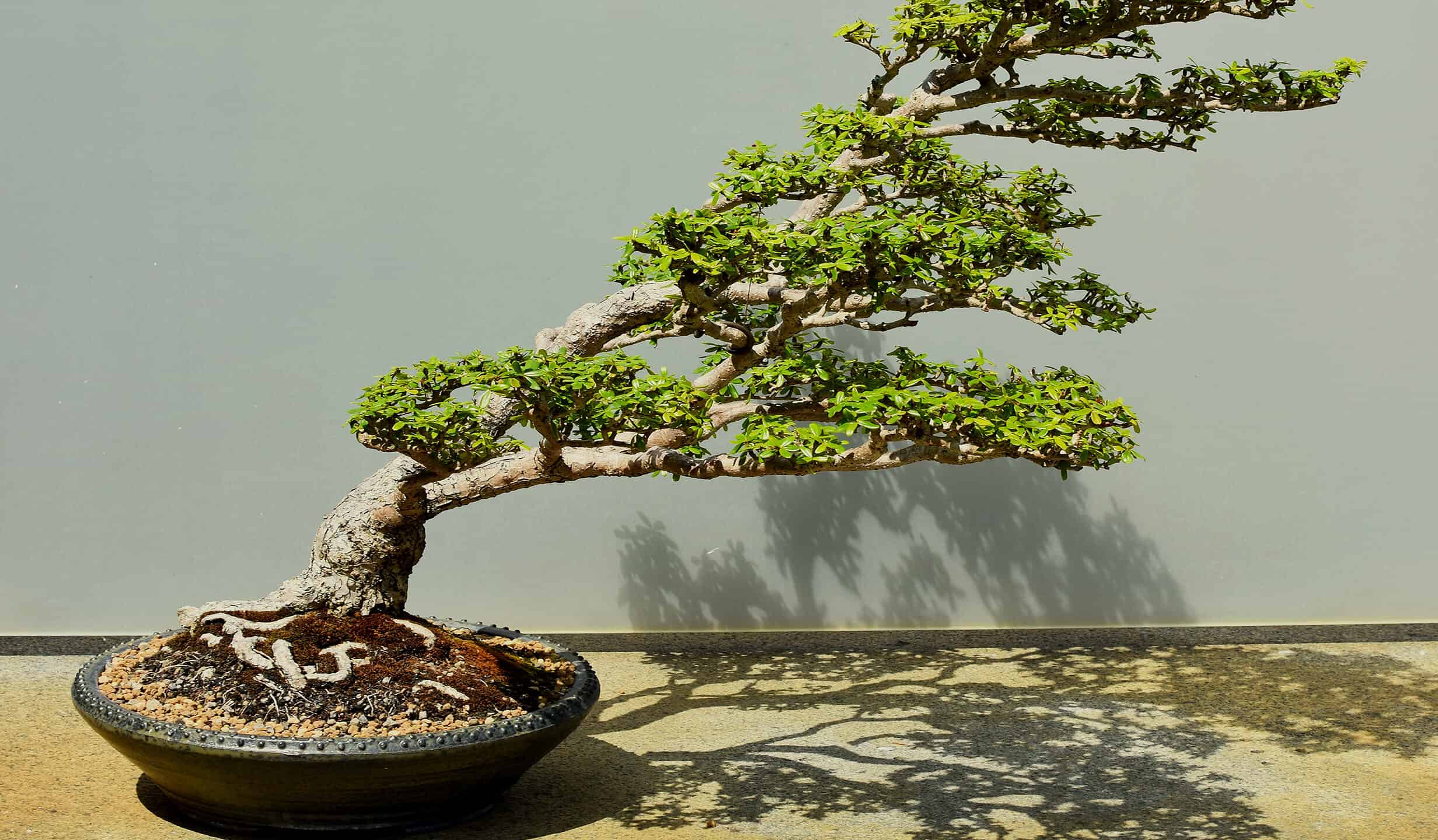 Come innaffiare un albero bonsai