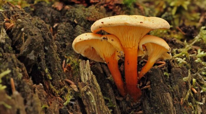 Finti finferli: una guida completa
