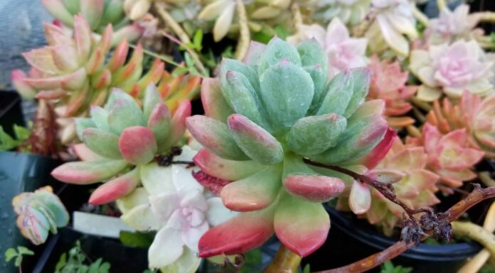 10 tipi di piante grasse Sedum
