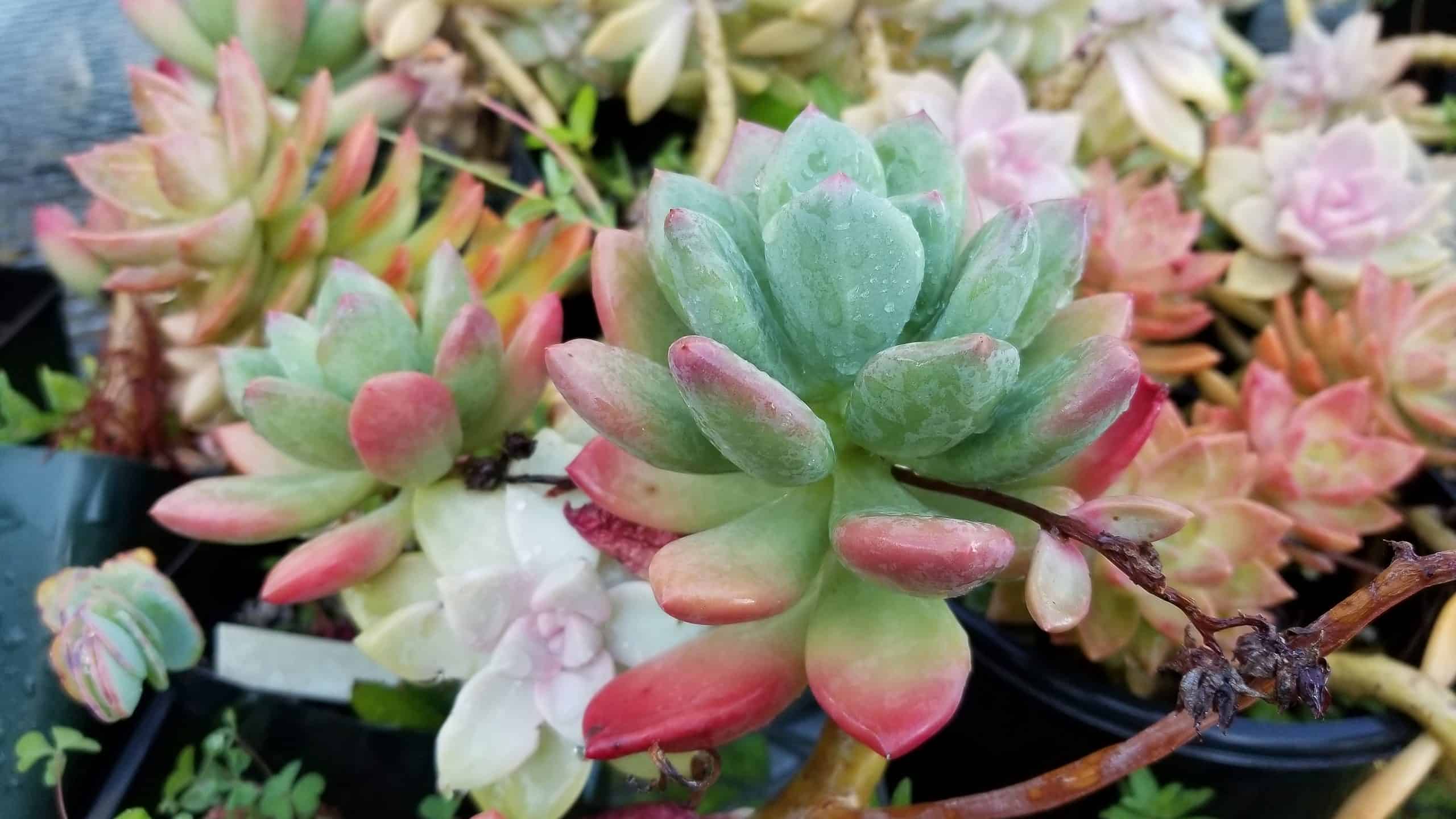 10 tipi di piante grasse Sedum