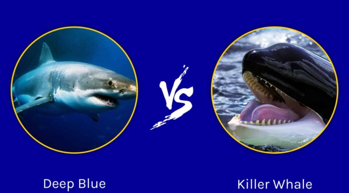 Battaglie epiche: il più grande squalo bianco di sempre contro un'orca assassina
