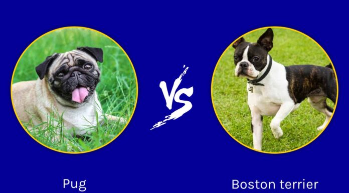 A Antibiotics (and Alternatives) for Dogs: Reviewed