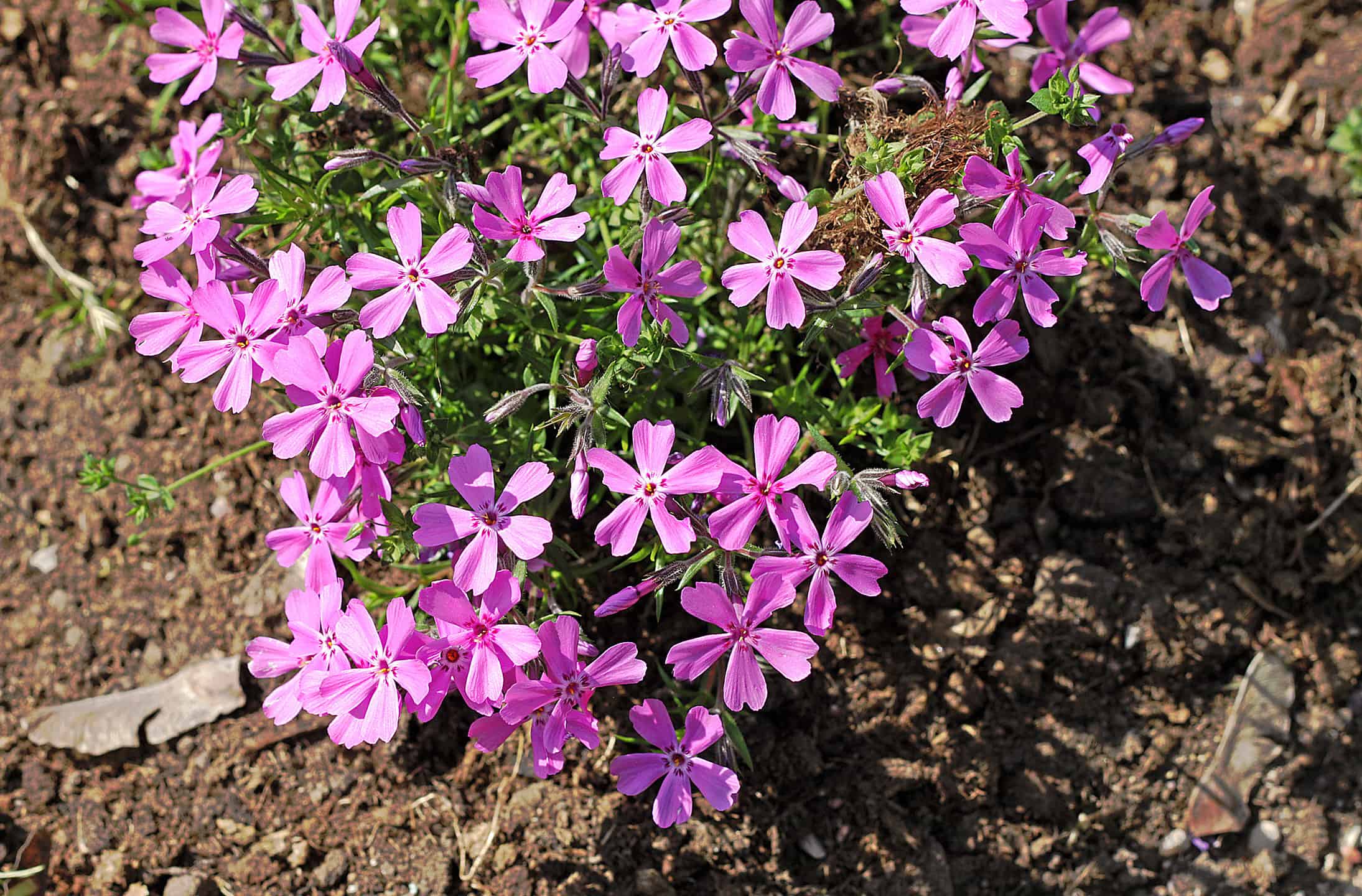 12 piante autoctone in Minnesota