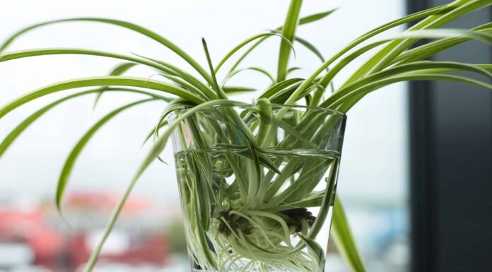 Come propagare le piante ragno: 4 semplici passaggi
