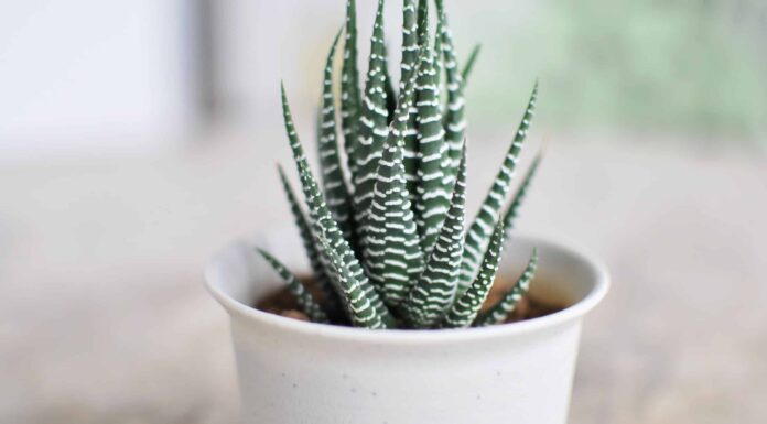 Tipi Di Piante Grasse Al Coperto
