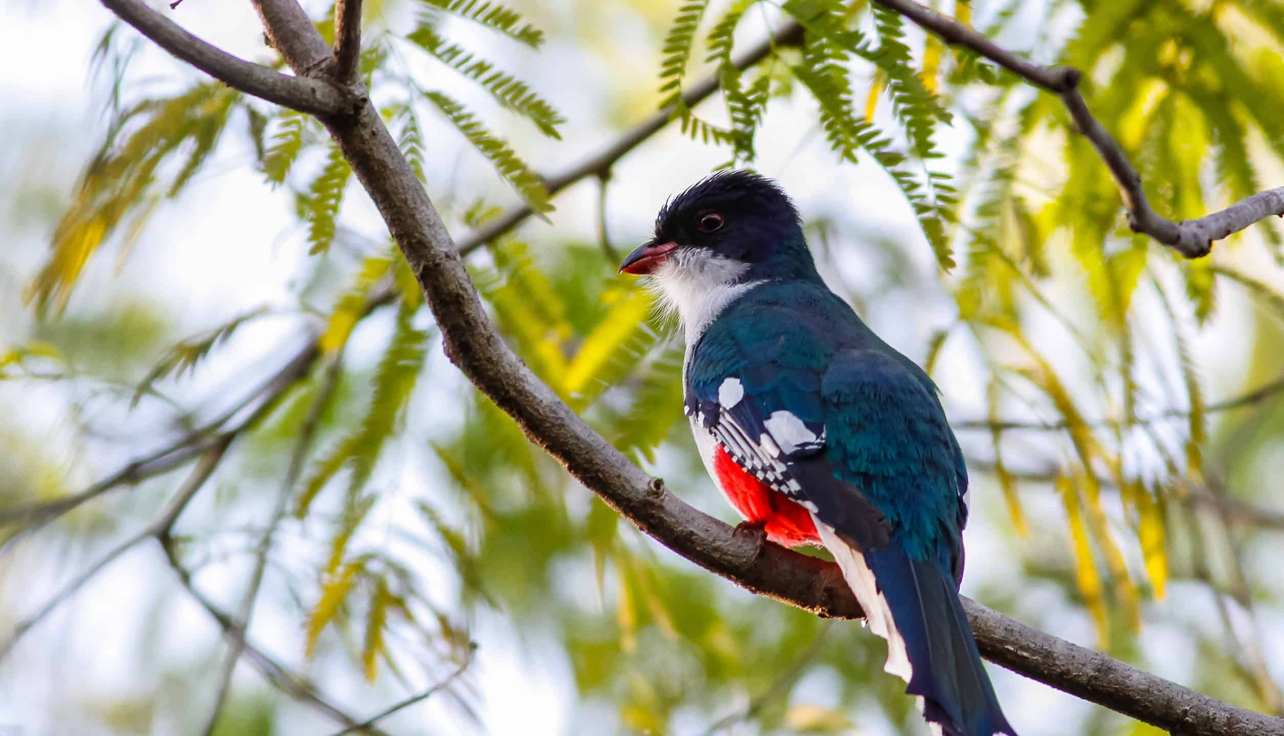 Trogon cubano: l'uccello nazionale di Cuba
