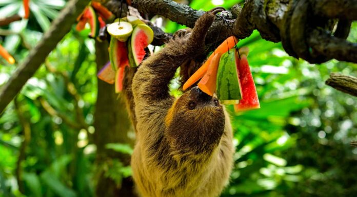 Cosa mangiano i bradipi?
