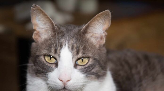 Scopri 5 animali daltonici
