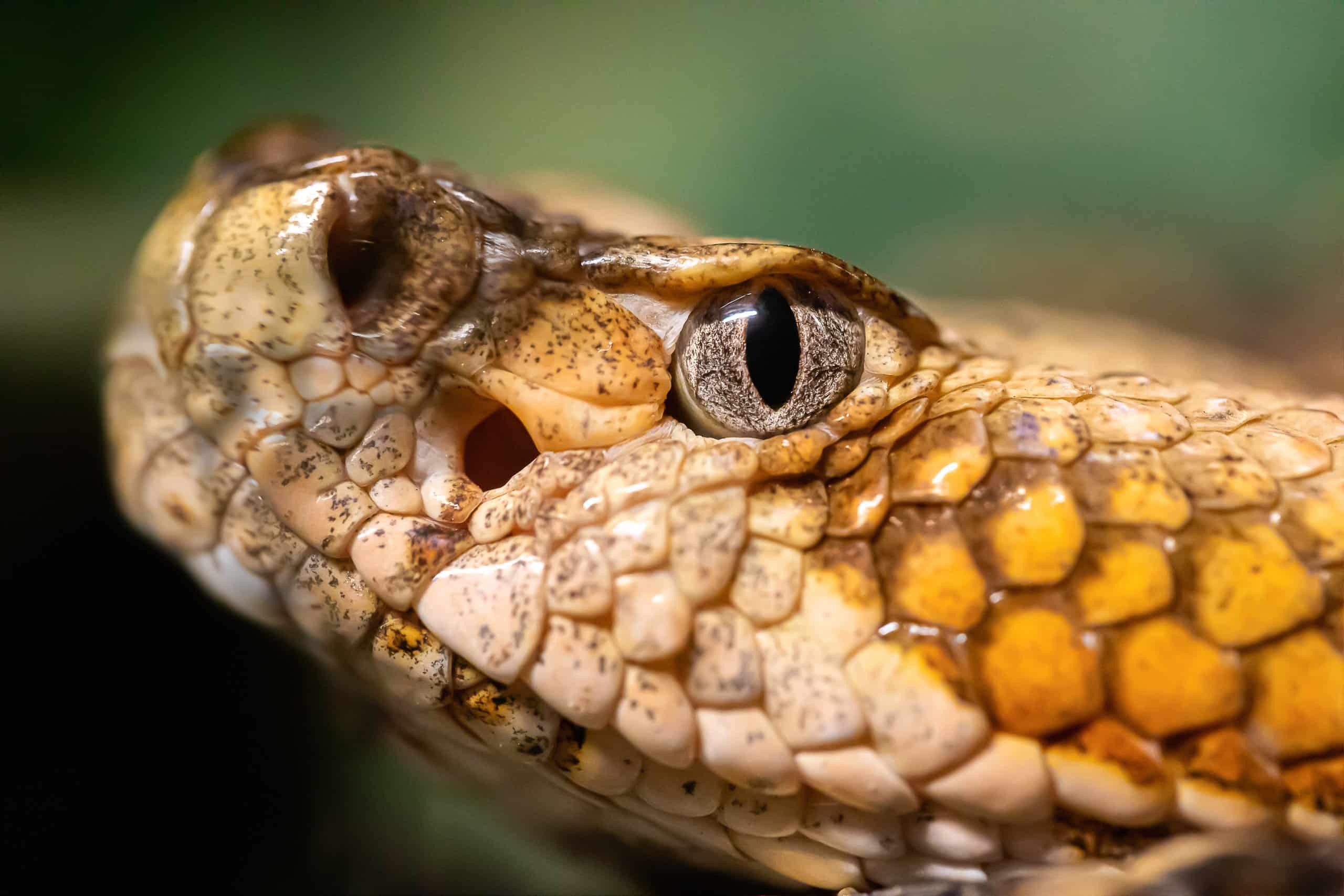 California Garden Snakes: identificare i serpenti più comuni nel tuo giardino