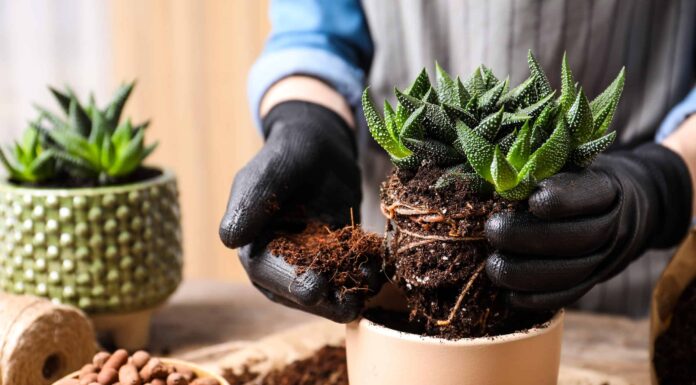 Che terreno piacciono alle piante grasse?
