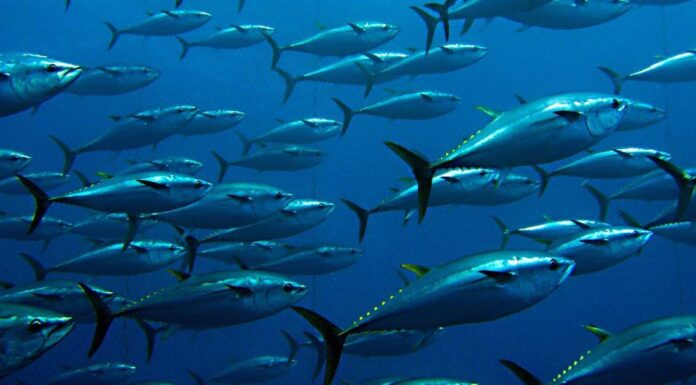 Scopri 8 pesci spettacolari trovati in Costa Rica
