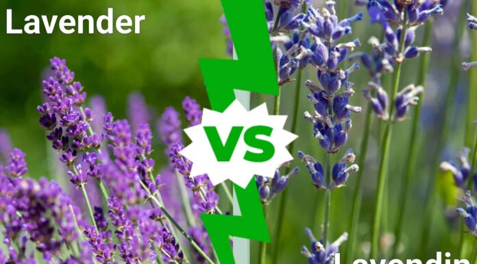 Lavanda vs Lavanda: qual è la differenza?
