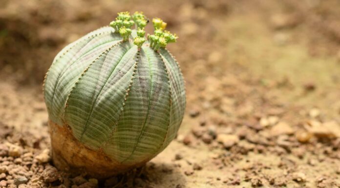 9 rari tipi di piante grasse
