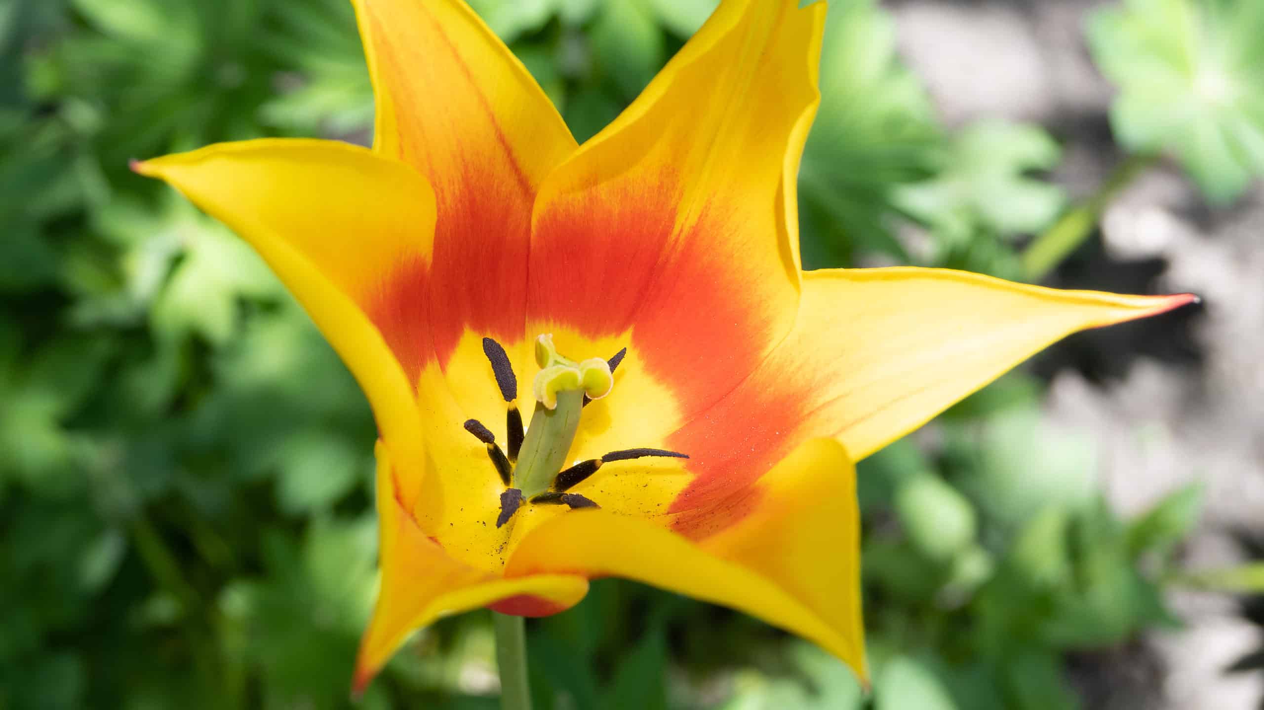 4 tulipani che prosperano nel New Mexico