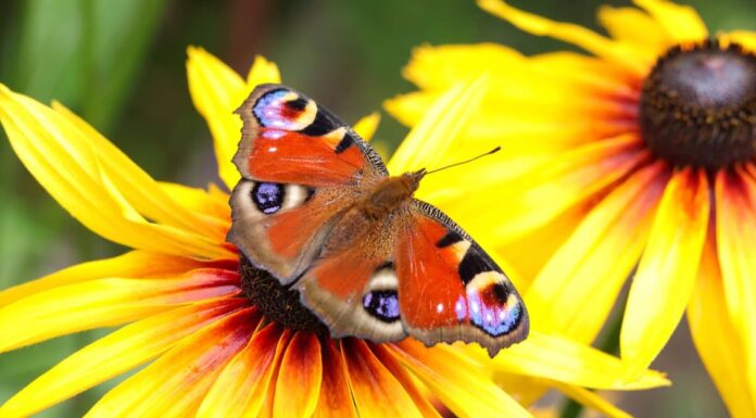 10 piante autoctone nel Missouri
