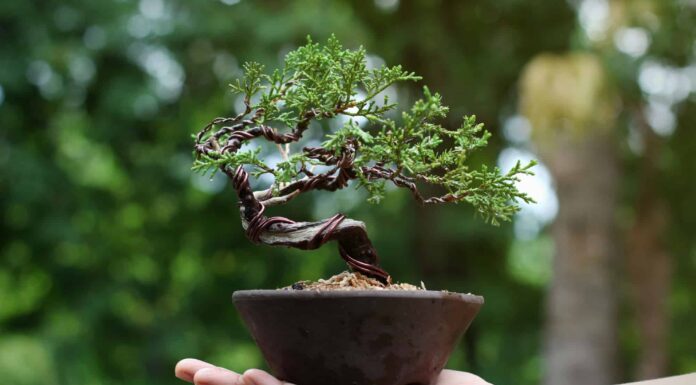 Wiring a Bonsai Tree