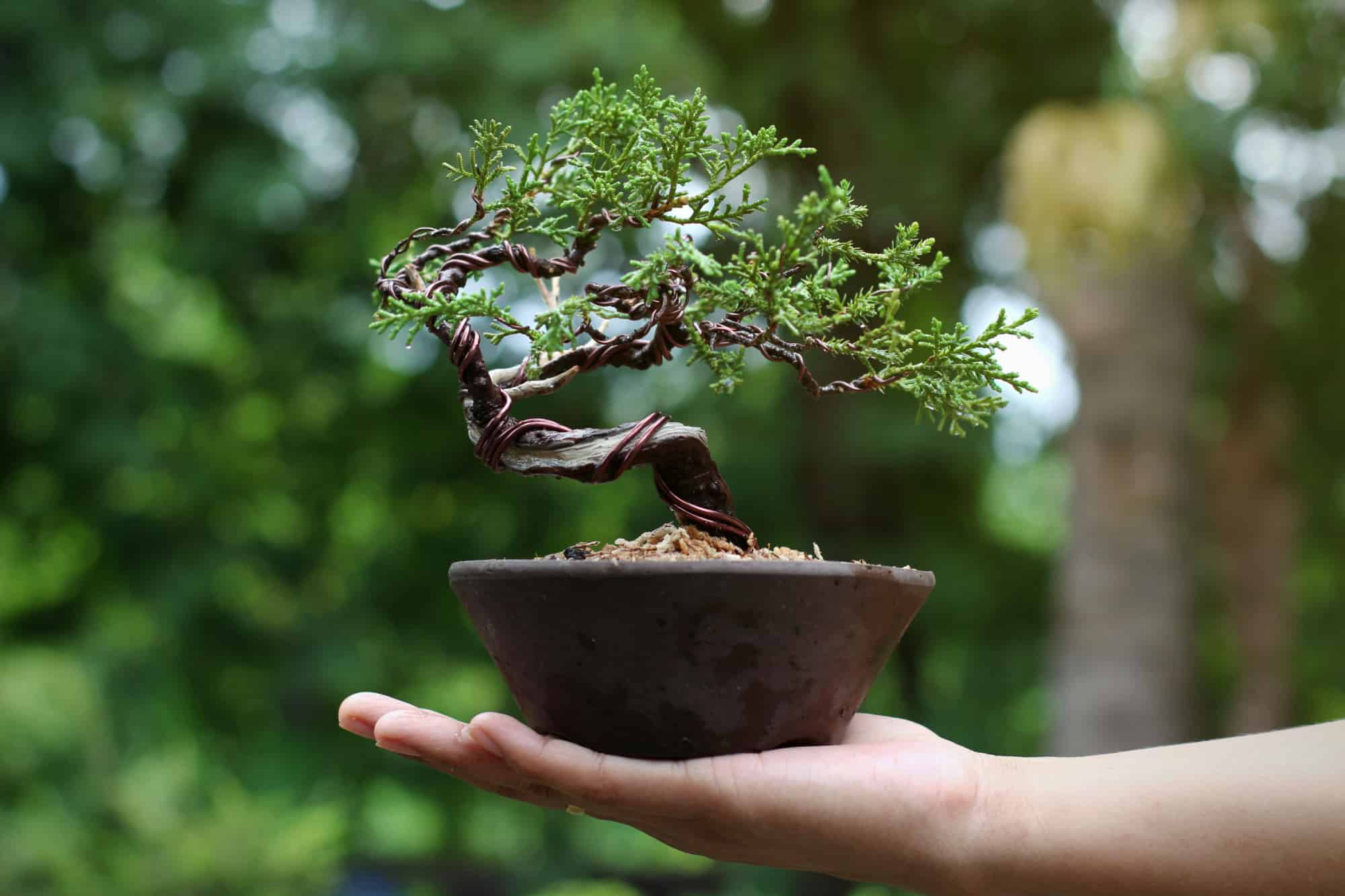 Wiring a Bonsai Tree