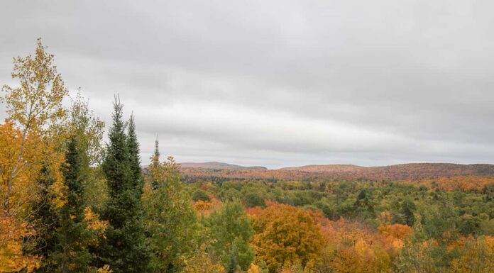 Scopri la foresta più grande del Wisconsin (e ciò che vive al suo interno)
