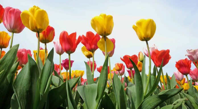 3 tulipani che fioriscono in Georgia
