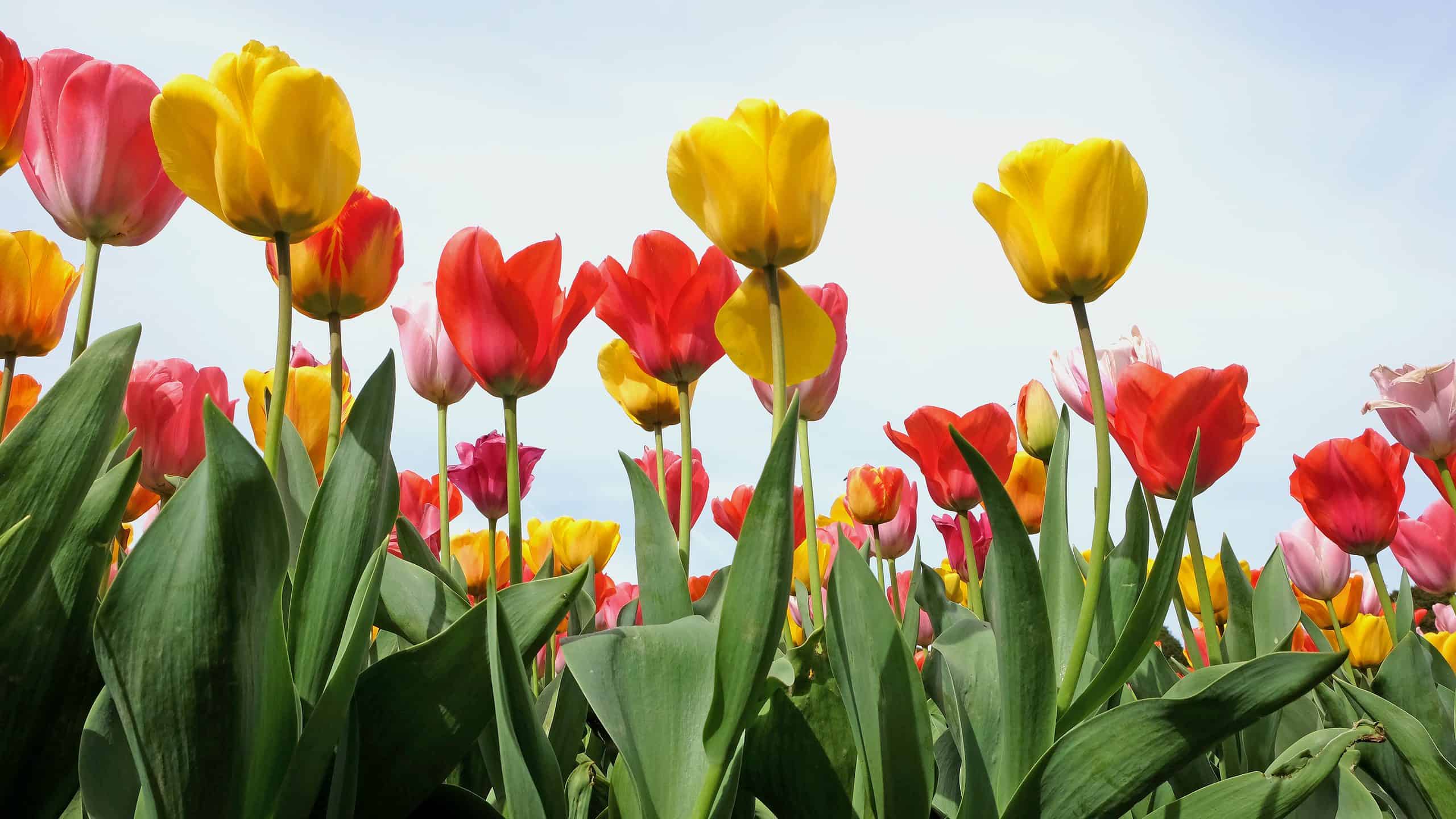 3 tulipani che fioriscono in Georgia