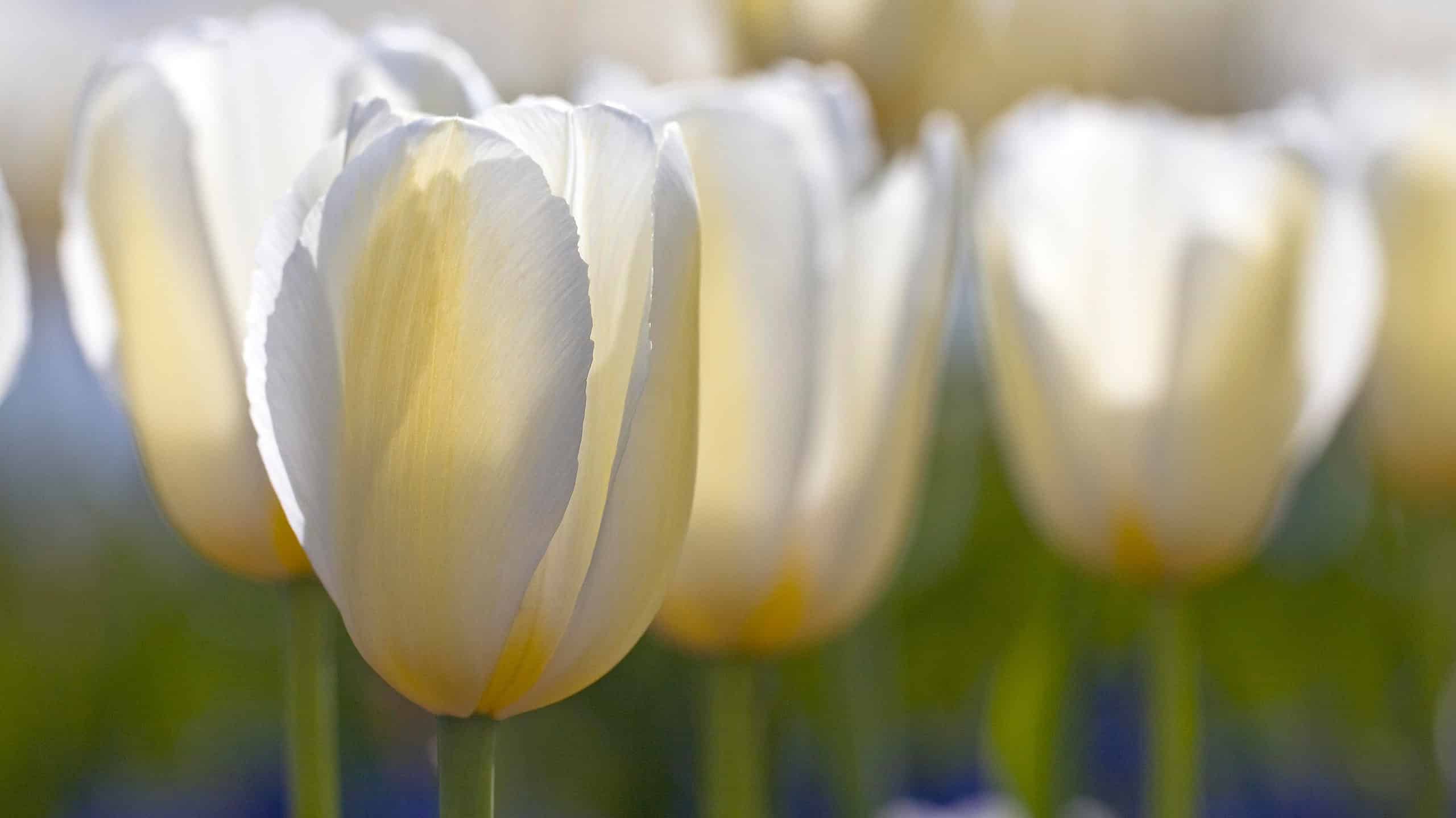 4 tulipani da coltivare in Louisiana