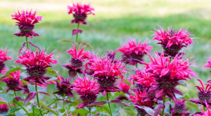 9 piante autoctone nel Wisconsin
